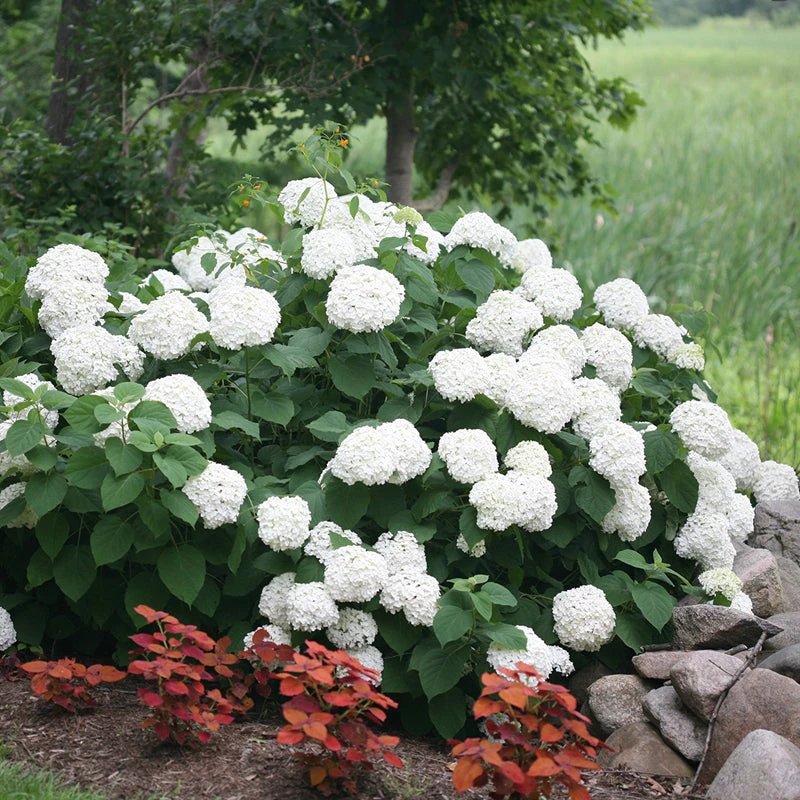 Incrediball® Smooth Hydrangea 4 Incrediball® Smooth Hydrangea - Image 2