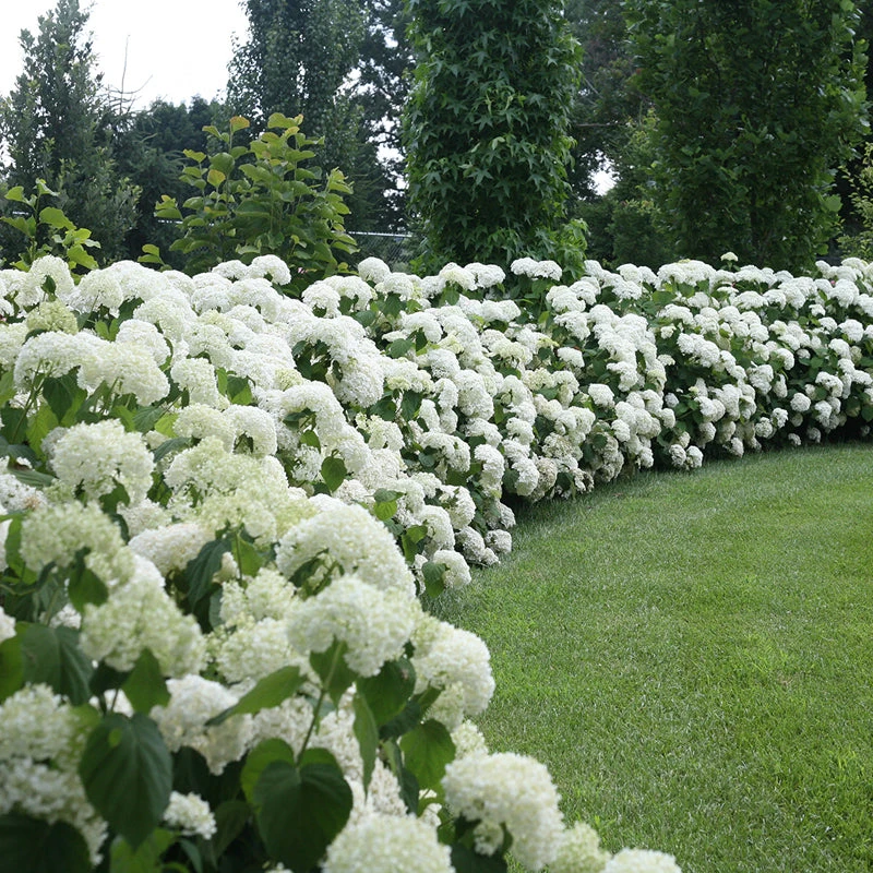 Incrediball® Smooth Hydrangea 3 Incrediball® Smooth Hydrangea