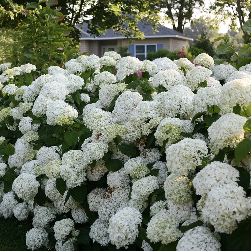 Incrediball® Smooth Hydrangea 5 Incrediball® Smooth Hydrangea - Image 3