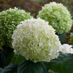 Incrediball® Smooth Hydrangea 14 Incrediball® Smooth Hydrangea -Perennials Store hydrangea incrediball 8