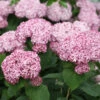 Incrediball® Blush Smooth Hydrangea -Perennials Store hydrangea incrediball blush 1