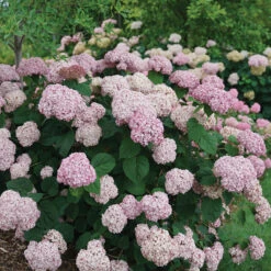 Incrediball® Blush Smooth Hydrangea -Perennials Store hydrangea incrediball blush 3