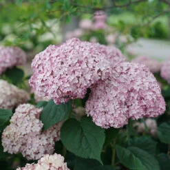 Incrediball® Blush Smooth Hydrangea -Perennials Store hydrangea incrediball blush 4