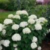 Invincibelle Limetta® Smooth Hydrangea -Perennials Store hydrangea invincibelle limetta 1