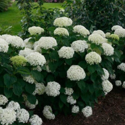 Invincibelle Limetta® Smooth Hydrangea -Perennials Store hydrangea invincibelle limetta 2