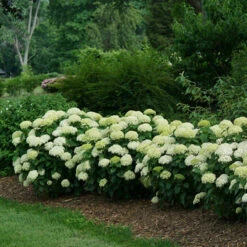 Invincibelle Limetta® Smooth Hydrangea -Perennials Store hydrangea invincibelle limetta 4