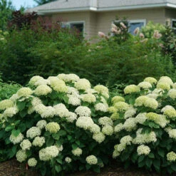 Invincibelle Limetta® Smooth Hydrangea -Perennials Store hydrangea invincibelle limetta 5