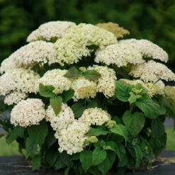 Invincibelle Limetta® Smooth Hydrangea -Perennials Store hydrangea invincibelle limetta 6