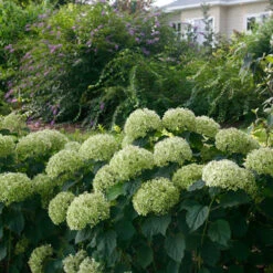 Invincibelle Limetta® Smooth Hydrangea -Perennials Store hydrangea invincibelle limetta 7