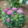 Invincibelle Mini Mauvette® Smooth Hydrangea -Perennials Store hydrangea invincibelle mini mauvette 1