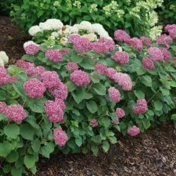 Invincibelle Mini Mauvette® Smooth Hydrangea -Perennials Store hydrangea invincibelle mini mauvette 4