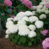 Invincibelle Wee White® Smooth Hydrangea -Perennials Store hydrangea invincibelle wee white 1