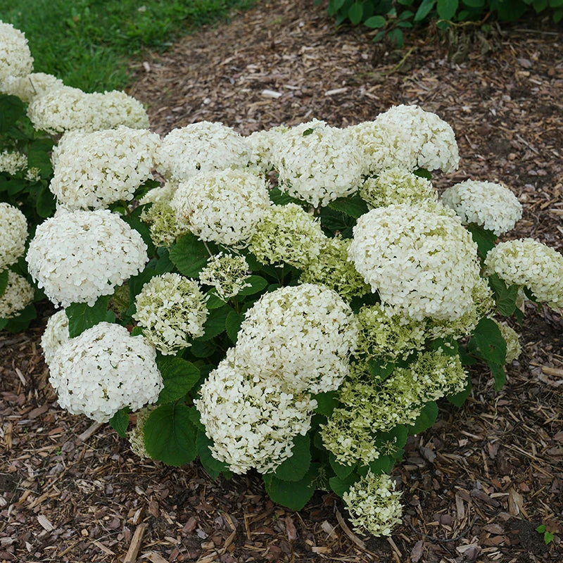 Invincibelle Wee White® Smooth Hydrangea 7 Invincibelle Wee White® Smooth Hydrangea - Image 5