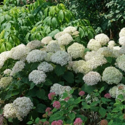 Invincibelle Wee White® Smooth Hydrangea 10 Invincibelle Wee White® Smooth Hydrangea -Perennials Store hydrangea invincibelle wee white 3