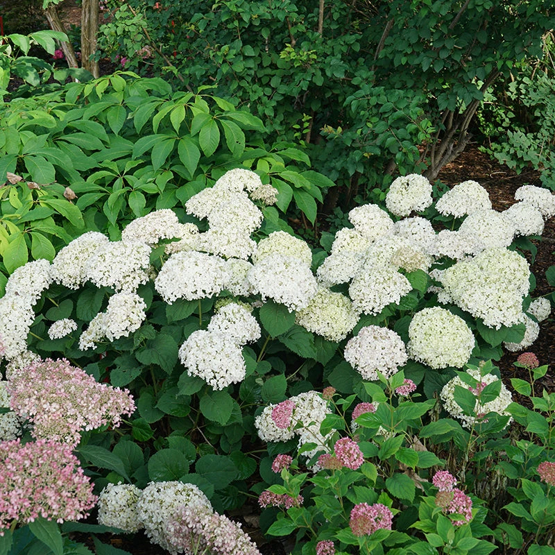 Invincibelle Wee White® Smooth Hydrangea 6 Invincibelle Wee White® Smooth Hydrangea - Image 4