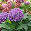 Let's Dance ¡Arriba!™ Bigleaf Hydrangea -Perennials Store hydrangea lets dance arriba 1