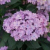 Let's Dance Can Do!® Bigleaf Hydrangea 2 Let's Dance Can Do!® Bigleaf Hydrangea -Perennials Store hydrangea lets dance can do 2