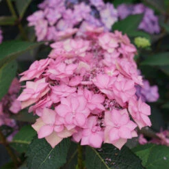 Let's Dance Can Do!® Bigleaf Hydrangea 10 Let's Dance Can Do!® Bigleaf Hydrangea -Perennials Store hydrangea lets dance can do 3