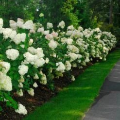 'Limelight' Panicle Hydrangea -Perennials Store hydrangea limelight 10