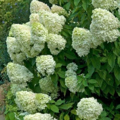 Hydrangeas For Cut Flowers Collection -Perennials Store hydrangea limelight 2 ae398252 d135 4393 8f62 2c9311897d12