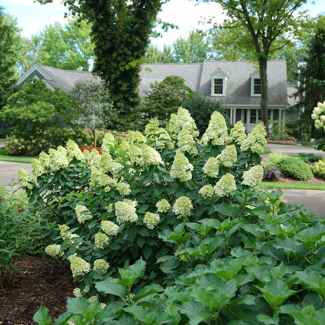 Limelight Prime® Panicle Hydrangea 8 Limelight Prime® Panicle Hydrangea - Image 6