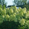 Limelight Prime® Panicle Hydrangea 1 Limelight Prime® Panicle Hydrangea -Perennials Store hydrangea limelight prime 2