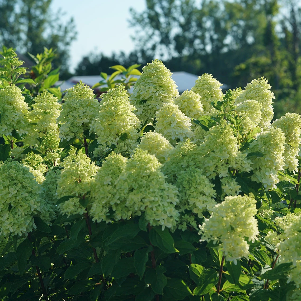 Limelight Prime® Panicle Hydrangea 3 Limelight Prime® Panicle Hydrangea