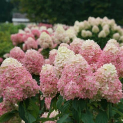 Limelight Prime® Panicle Hydrangea 16 Limelight Prime® Panicle Hydrangea -Perennials Store hydrangea limelight prime 3