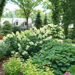 Limelight Prime® Panicle Hydrangea 13 Limelight Prime® Panicle Hydrangea -Perennials Store hydrangea limelight prime 6