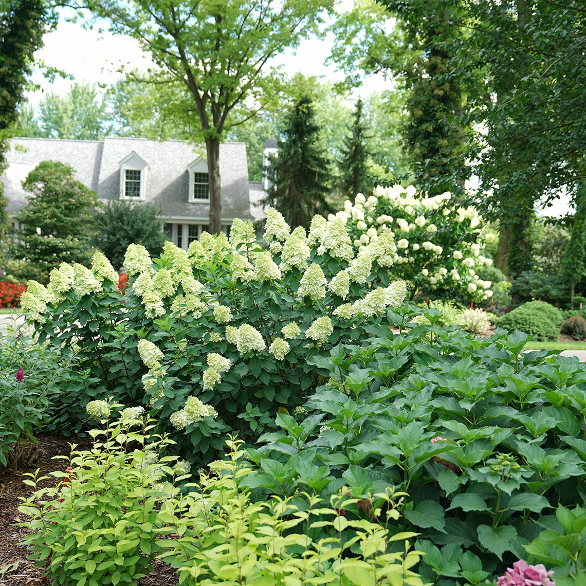 Limelight Prime® Panicle Hydrangea 6 Limelight Prime® Panicle Hydrangea - Image 4