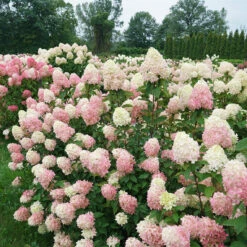 Limelight Prime® Panicle Hydrangea 14 Limelight Prime® Panicle Hydrangea -Perennials Store hydrangea limelight prime 7