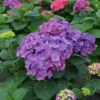 Let's Dance Big Band® Bigleaf Hydrangea 2 Let's Dance Big Band® Bigleaf Hydrangea -Perennials Store hydrangea macrophylla lets dance big band 1