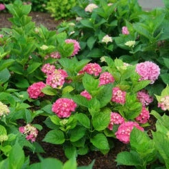 Let's Dance Big Band® Bigleaf Hydrangea -Perennials Store hydrangea macrophylla lets dance big band 3