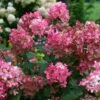 Fire Light® Panicle Hydrangea 1 Fire Light® Panicle Hydrangea -Perennials Store hydrangea paniculata fire light 1 sw