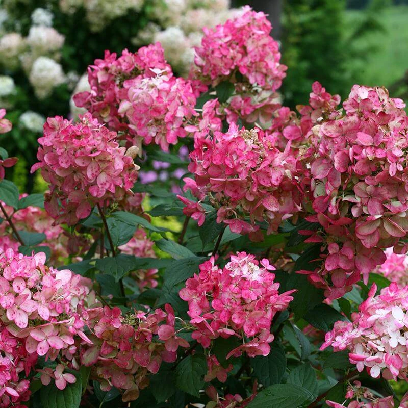 Fire Light® Panicle Hydrangea 3 Fire Light® Panicle Hydrangea