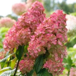 Fire Light® Panicle Hydrangea 11 Fire Light® Panicle Hydrangea -Perennials Store hydrangea paniculata fire light 3 sw