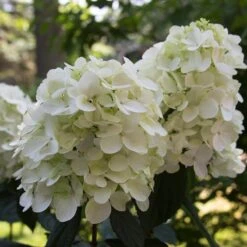 Fire Light® Panicle Hydrangea 12 Fire Light® Panicle Hydrangea -Perennials Store hydrangea paniculata fire light 4 sw