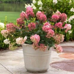 Fire Light® Panicle Hydrangea 13 Fire Light® Panicle Hydrangea -Perennials Store hydrangea paniculata fire light 5 sw