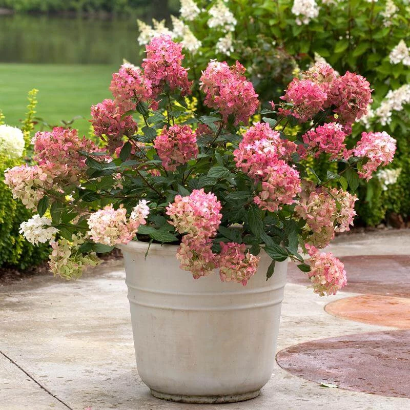 Fire Light® Panicle Hydrangea 7 Fire Light® Panicle Hydrangea - Image 5
