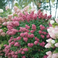 Fire Light® Panicle Hydrangea 14 Fire Light® Panicle Hydrangea -Perennials Store hydrangea paniculata fire light 6 sw