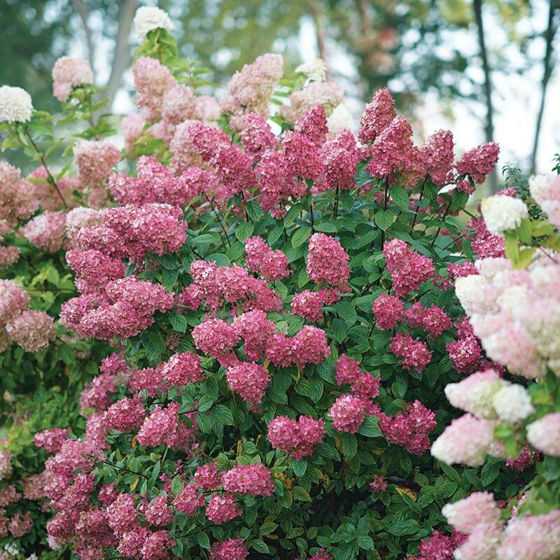Fire Light® Panicle Hydrangea 8 Fire Light® Panicle Hydrangea - Image 6