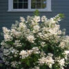 Little Quick Fire® Panicle Hydrangea 1 Little Quick Fire® Panicle Hydrangea -Perennials Store hydrangea paniculata quick fire 1