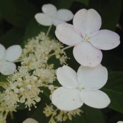 Little Quick Fire® Panicle Hydrangea -Perennials Store hydrangea paniculata quick fire 3