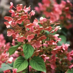 Little Quick Fire® Panicle Hydrangea -Perennials Store hydrangea paniculata quick fire 4