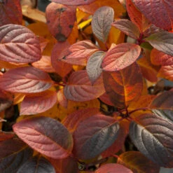 Little Quick Fire® Panicle Hydrangea -Perennials Store hydrangea paniculata quick fire 5