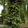 Climbing Hydrangea -Perennials Store hydrangea petiolaris 1 sw