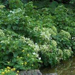 Climbing Hydrangea -Perennials Store hydrangea petiolaris 3 sw