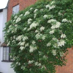 Climbing Hydrangea -Perennials Store hydrangea petiolaris 4 sw