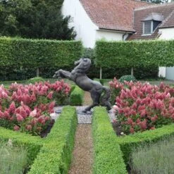 Pinky Winky® Panicle Hydrangea -Perennials Store hydrangea pinky winky 3