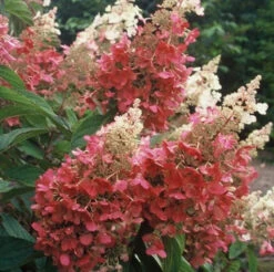 Pinky Winky® Panicle Hydrangea -Perennials Store hydrangea pinky winky 4